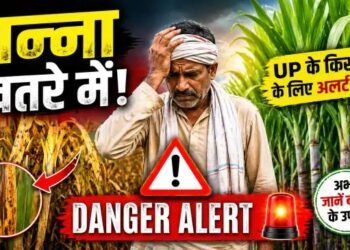 गन्ना किसानों के लिए बड़ा अलर्ट! अप्रैल-जून में इन खतरनाक कीटों से बचाएं फसल, वरना हो सकता है भारी नुकसान