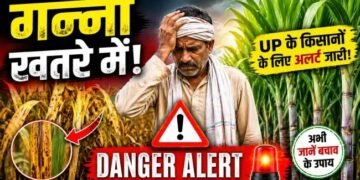गन्ना किसानों के लिए बड़ा अलर्ट! अप्रैल-जून में इन खतरनाक कीटों से बचाएं फसल, वरना हो सकता है भारी नुकसान