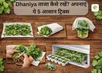 Dhaniya ताजा कैसे रखें? अपनाएं ये 5 आसान ट्रिक्स