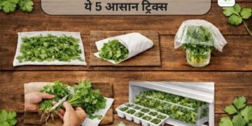 Dhaniya ताजा कैसे रखें? अपनाएं ये 5 आसान ट्रिक्स