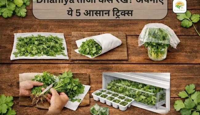 Dhaniya ताजा कैसे रखें? अपनाएं ये 5 आसान ट्रिक्स