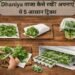 Dhaniya ताजा कैसे रखें? अपनाएं ये 5 आसान ट्रिक्स
