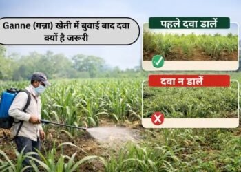 Ganne (गन्ना) खेती में बुवाई बाद दवा क्यों है जरूरी