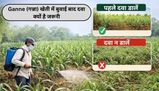 Ganne (गन्ना) खेती में बुवाई बाद दवा क्यों है जरूरी