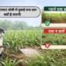 Ganne (गन्ना) खेती में बुवाई बाद दवा क्यों है जरूरी