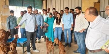उजवा कृषि विज्ञान केंद्र ने दिया बकरी पालन का व्यावहारिक ज्ञान