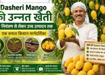 Dasheri Mango की उन्नत खेती रोग नियंत्रण से लेकर उच्च उत्पादन तक एक सफल किसान मार्गदर्शिका