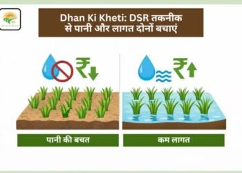 Dhan Ki Kheti: DSR तकनीक से पानी और लागत दोनों बचाएं
