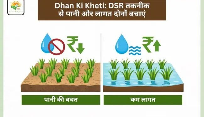 Dhan Ki Kheti: DSR तकनीक से पानी और लागत दोनों बचाएं