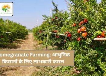 Pomegranate Farming: आधुनिक किसानों के लिए लाभकारी फसल