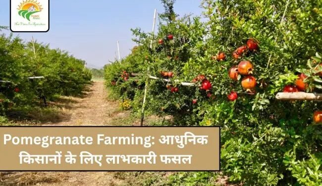 Pomegranate Farming: आधुनिक किसानों के लिए लाभकारी फसल
