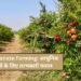 Pomegranate Farming: आधुनिक किसानों के लिए लाभकारी फसल