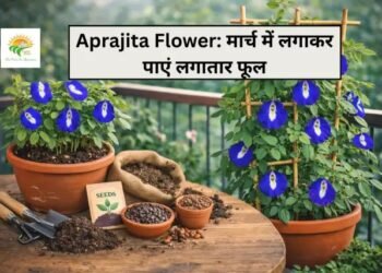 Aprajita Flower: मार्च में लगाकर पाएं लगातार फूल