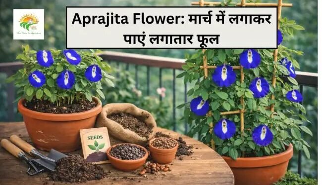 Aprajita Flower: मार्च में लगाकर पाएं लगातार फूल