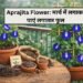 Aprajita Flower: मार्च में लगाकर पाएं लगातार फूल