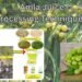 Amla Juice Processing Techniques किसानों के लिए फायदे और अवसर