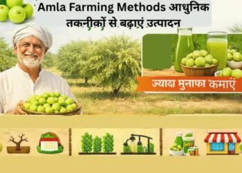 Amla Farming Methods आधुनिक तकनीकों से बढ़ाएं उत्पादन