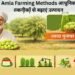 Amla Farming Methods आधुनिक तकनीकों से बढ़ाएं उत्पादन