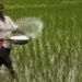 गैस आपूर्ति में बाधा से यूरिया उत्पादन प्रभावित, कृषि में तकनीक आधारित समाधान जरूरी: विवेक राज