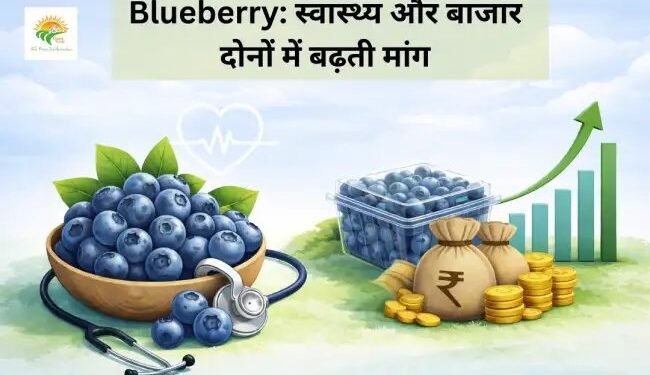 Blueberry: स्वास्थ्य और बाजार दोनों में बढ़ती मांग