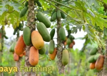Papaya Farming किसानों के लिए लाभकारी बिजनेस आइडिया
