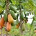 Papaya Farming किसानों के लिए लाभकारी बिजनेस आइडिया