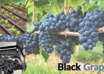 Black Grapes का भविष्य कृषि और स्वास्थ्य के क्षेत्र में संभावनाएं