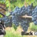 Black Grapes का भविष्य कृषि और स्वास्थ्य के क्षेत्र में संभावनाएं