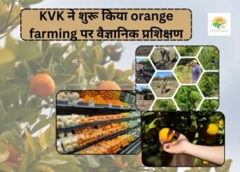 KVK ने शुरू किया orange farming पर वैज्ञानिक प्रशिक्षण