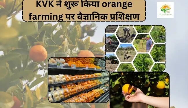 KVK ने शुरू किया orange farming पर वैज्ञानिक प्रशिक्षण
