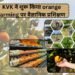 KVK ने शुरू किया orange farming पर वैज्ञानिक प्रशिक्षण