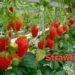 Strawberry Farm स्वाद, सुगंध और खेती का नया अवसर