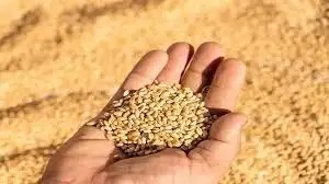 गोदाम फुल… सरकार ने दिया बड़ा आदेश! जून तक का राशन अभी उठाओ और तुरंत बांटो