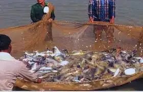 रिकॉर्ड ऊंचाई पर भारत का समुद्री खाद्य निर्यात, 72,000 करोड़ पार, झींगा बना ग्रोथ इंजन