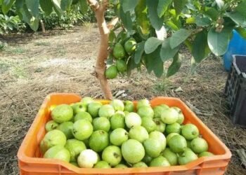 देसी तरीकों से सुरक्षित हो रही अमरूद की फसल, किसानों को मिल रहा बेहतर उत्पादन