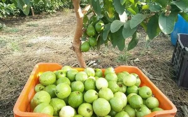 देसी तरीकों से सुरक्षित हो रही अमरूद की फसल, किसानों को मिल रहा बेहतर उत्पादन