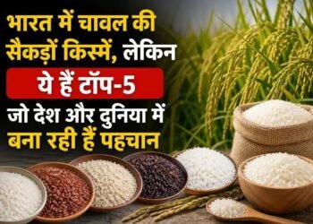 भारत में चावल की सैकड़ों किस्में, लेकिन ये हैं टॉप-5 जो देश और दुनिया में बना रही हैं पहचान