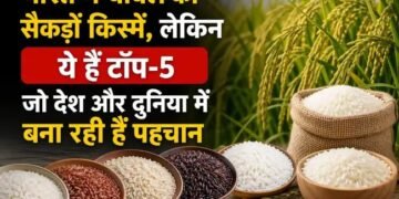 भारत में चावल की सैकड़ों किस्में, लेकिन ये हैं टॉप-5 जो देश और दुनिया में बना रही हैं पहचान