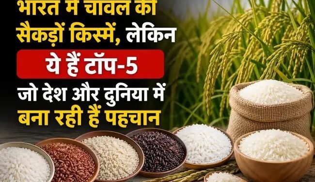 भारत में चावल की सैकड़ों किस्में, लेकिन ये हैं टॉप-5 जो देश और दुनिया में बना रही हैं पहचान