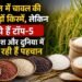 भारत में चावल की सैकड़ों किस्में, लेकिन ये हैं टॉप-5 जो देश और दुनिया में बना रही हैं पहचान