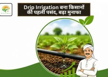Drip Irrigation बना किसानों की पहली पसंद, बढ़ा मुनाफा