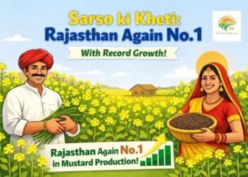 Sarso ki kheti: Rajasthan फिर नंबर-1 रिकॉर्ड बढ़त