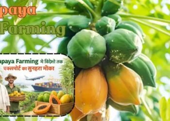 Papaya Farming से विदेशों तक एक्सपोर्ट का सुनहरा मौका