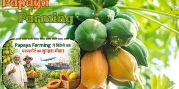 Papaya Farming से विदेशों तक एक्सपोर्ट का सुनहरा मौका