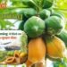 Papaya Farming से विदेशों तक एक्सपोर्ट का सुनहरा मौका