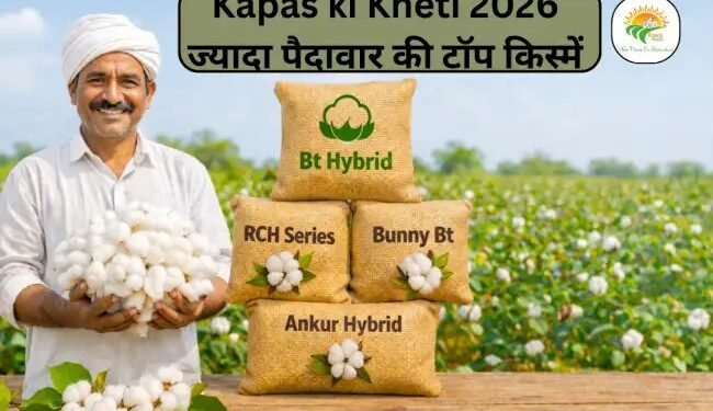 Kapas ki Kheti 2026 ज्यादा पैदावार की टॉप किस्में