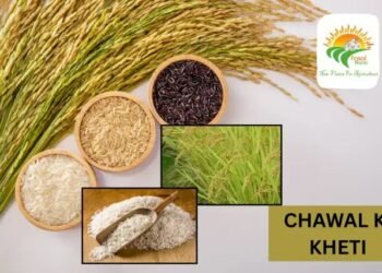 Chawal ki kheti में पुरानी किस्मों पर बढ़ता खतरा