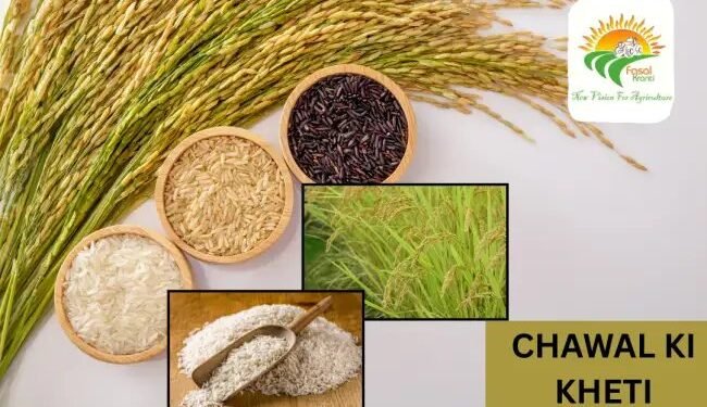 Chawal ki kheti में पुरानी किस्मों पर बढ़ता खतरा