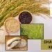 Chawal ki kheti में पुरानी किस्मों पर बढ़ता खतरा