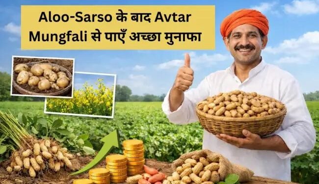 Aloo-Sarso के बाद Avtar Mungfali से पाएँ अच्छा मुनाफा